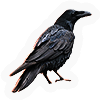 Crow