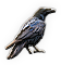 Crow