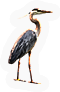 Heron