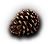 Pine Cone