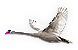 Swan