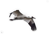 Whooping Crane