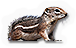 Antelope Squirrel