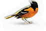 Oriole