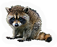 Raccoon