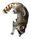 Raccoon