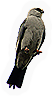 Mississippi Kite