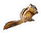 American Chipmunk