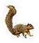 Eastern Fox Squirrel