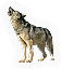Grey Wolf