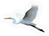Heron