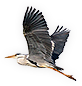 Heron