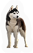Husky