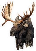 Moose