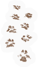 Paw Prints