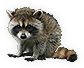 Raccoon