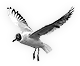 Seagull