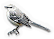 Mockingbird