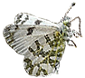 Marble Butterfly