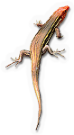 Five Lined Skink