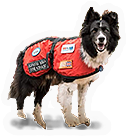 Rescue Dog