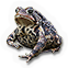American Toad