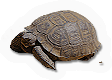 Desert Tortoise
