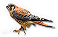 American Kestrel