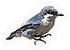 Pygmy Nuthatch