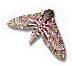 Pink Spotted Sphinx Moth
