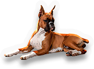 Boxer