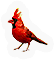 Cardinal