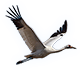 Crane