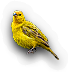Finch
