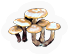 Fungi