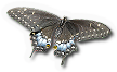 Black Swallowtail