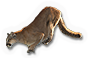 Florida Panther