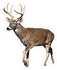 White Tailed Deer