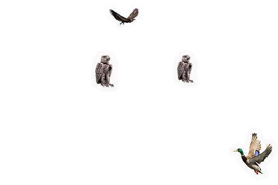 Composite image 8