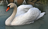 The babies of this animal are known asCygnets.