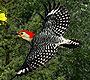 Click on an Animal that makes Holes in wood.