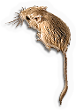 Kangaroo Rat