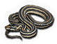Salt Marsh Snake