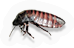 Cockroach