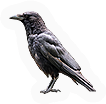 Crow