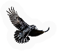 Crow