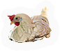 Hen