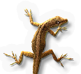 Lizard