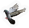 Pigeon
