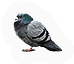 Pigeon